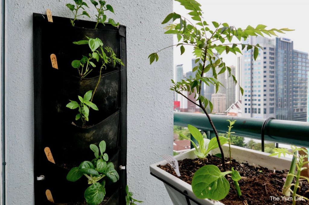 Edible Balcony Gardening Malaysia.