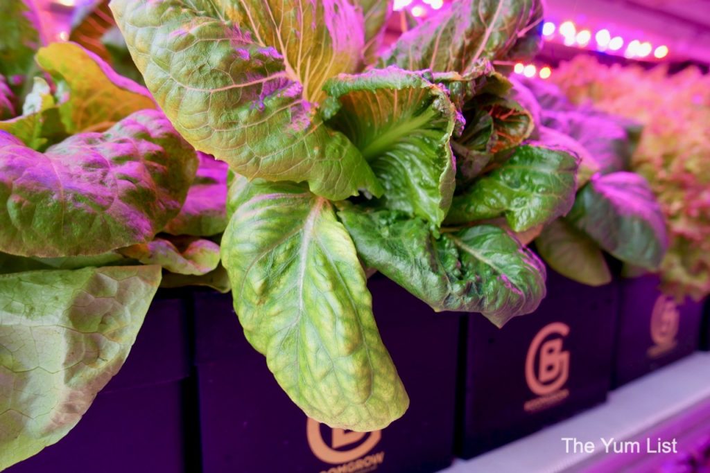 Jay Desan Inside the BoomGrow Machine Farm