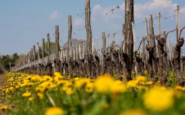 Biodiverse Vineyard at Scarbolo, Friuli