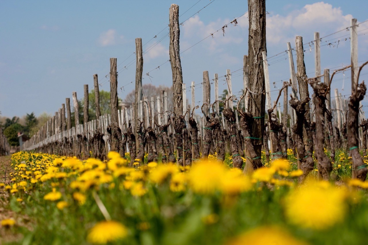 Biodiverse Vineyard at Scarbolo, Friuli