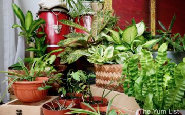 Indoor Gardening Malaysia