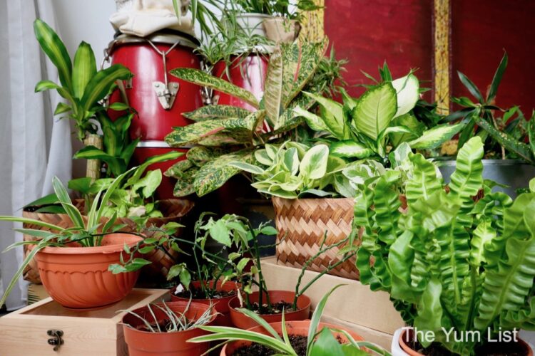 Indoor Gardening Malaysia