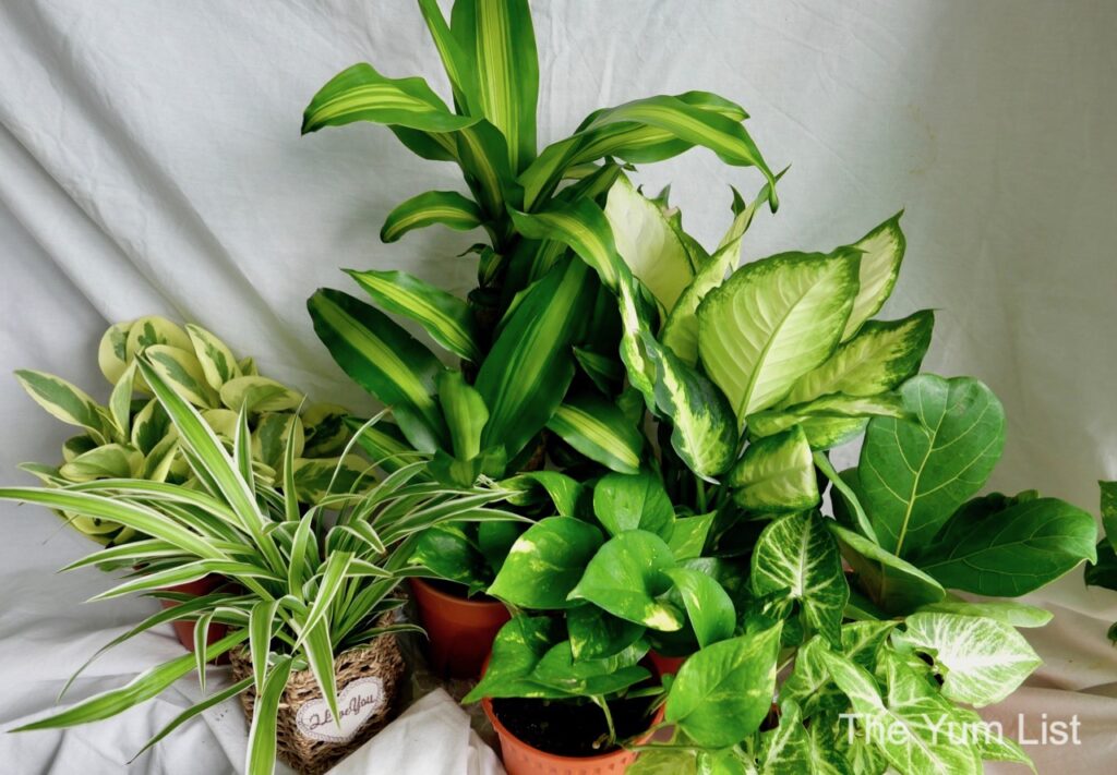 Indoor Gardening Malaysia