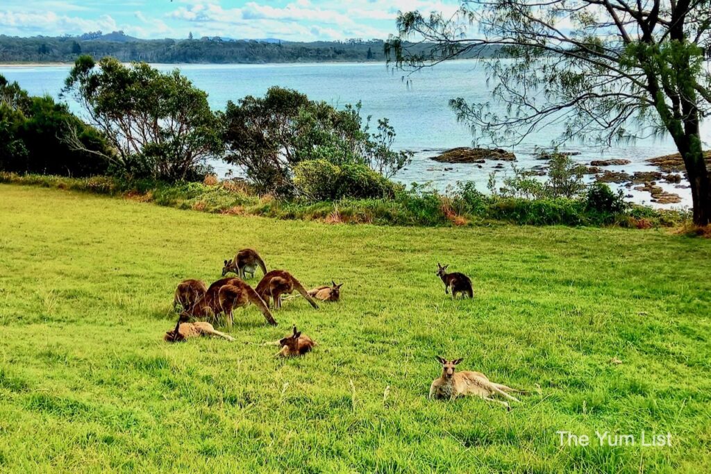 Most Beautiful Walking Trails NSW, Australia