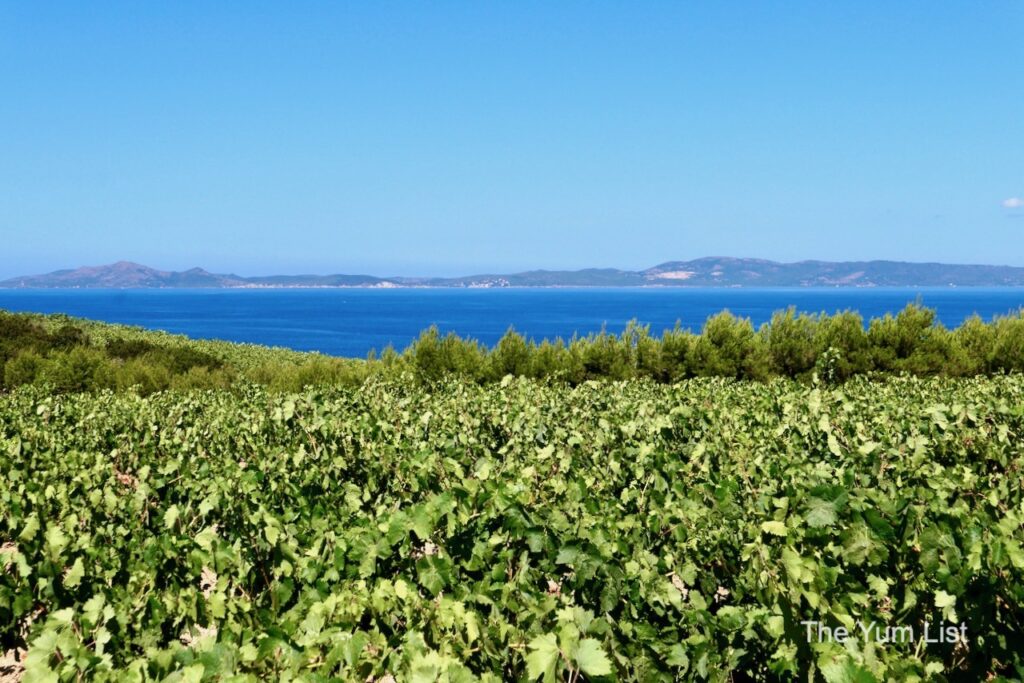 Cantina Mesa Santa Margherita