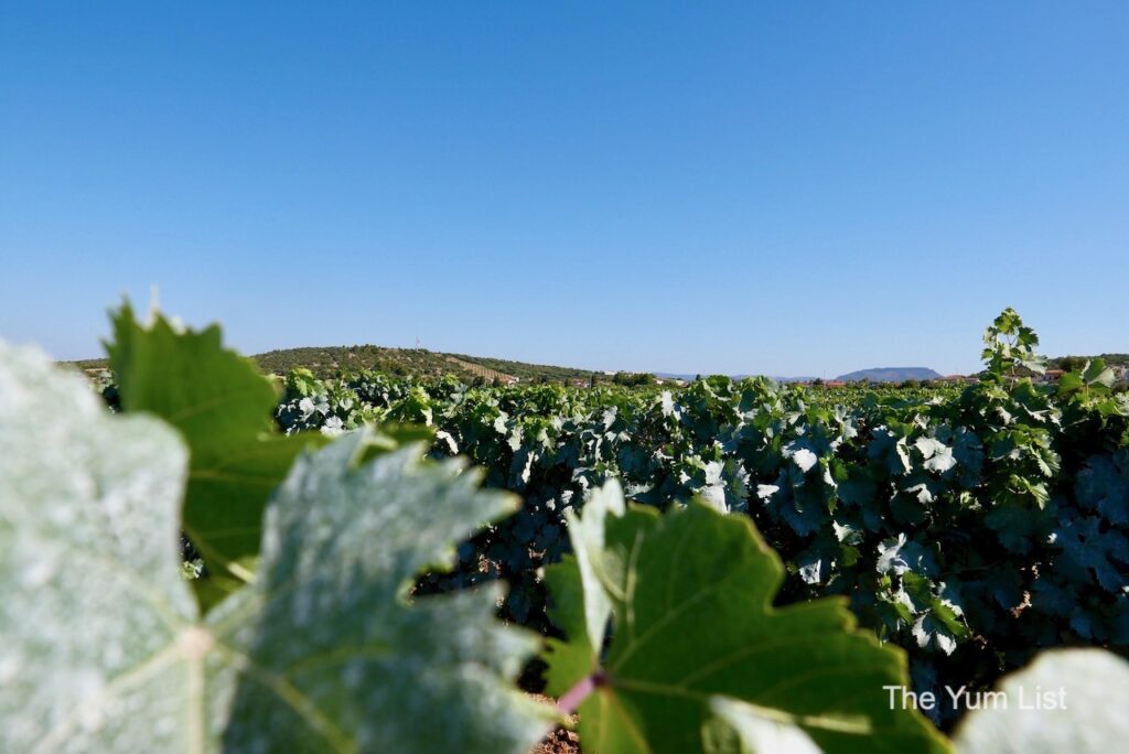 Fine Sardinian Wines