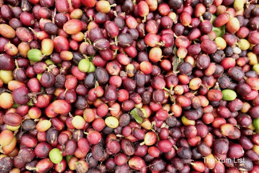 Coffee Cherries