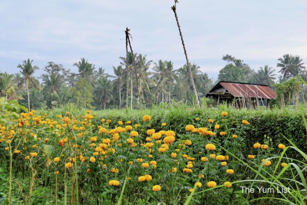 The Sun of Granary Resort and Villas