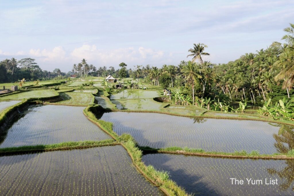 Walk in the Rice Terraces