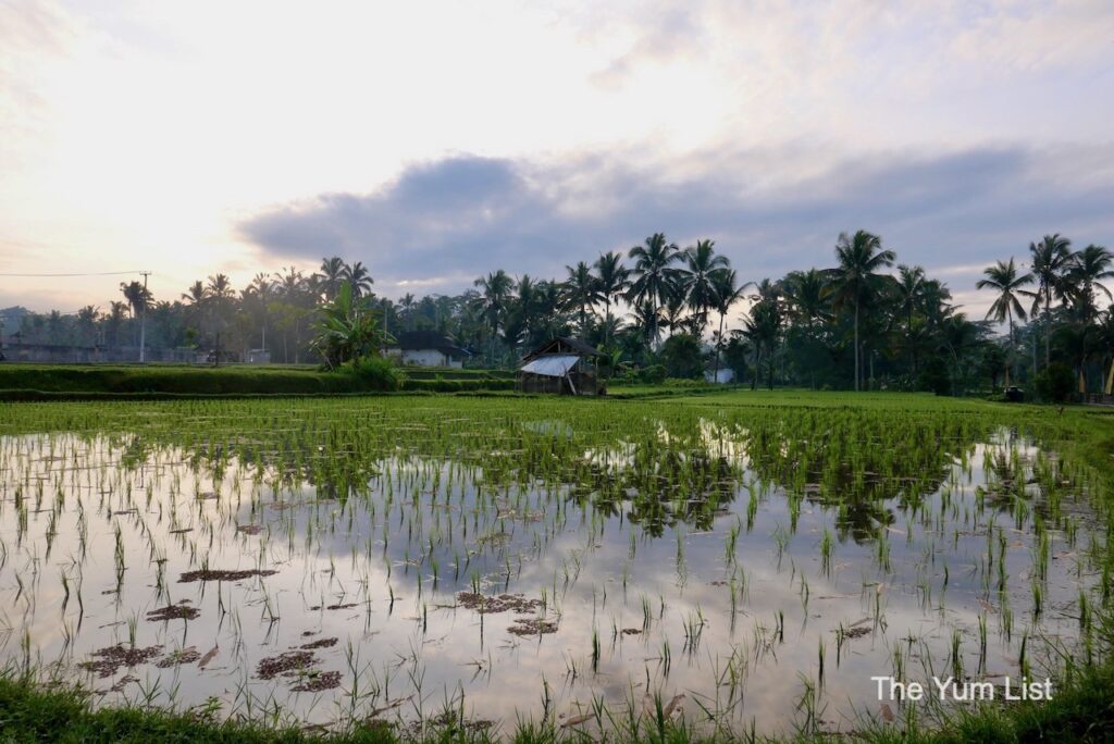 Luxury Accommodation Ubud Rice Terraces