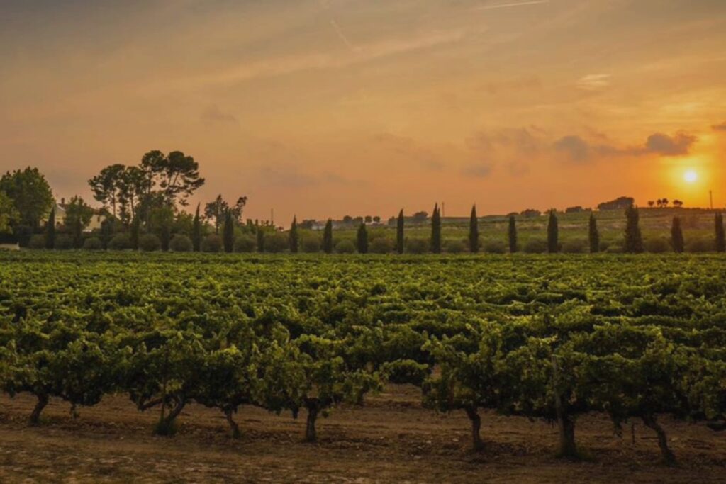 Familia Torres Wines, Malaysia