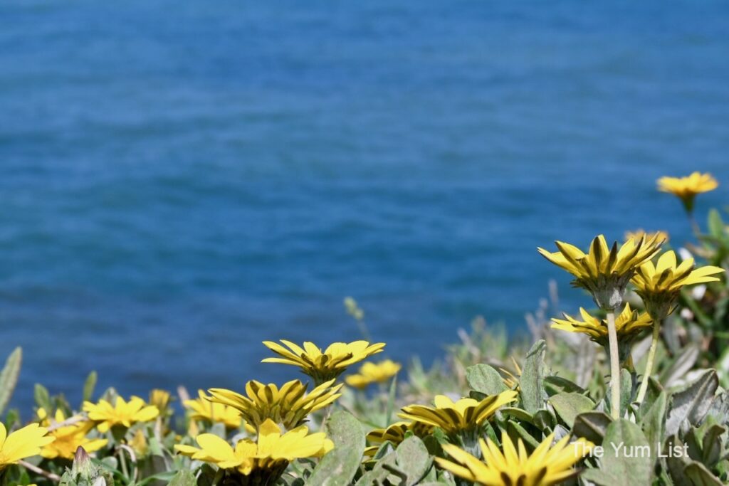 Exploring the Natural Beauty of Madeira