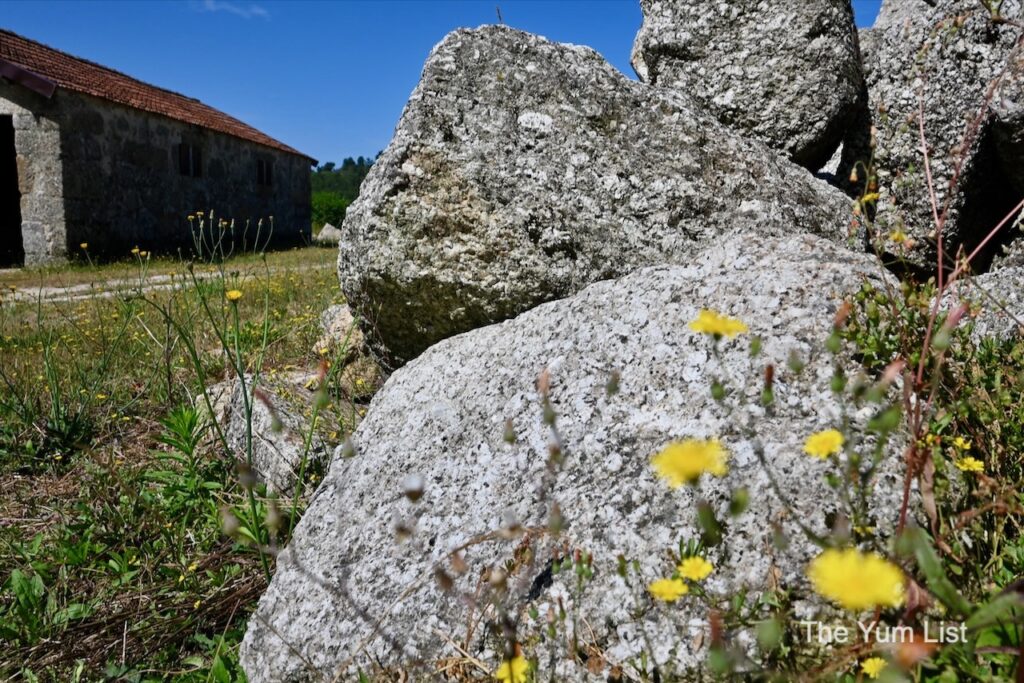 Portuguese Enotourism