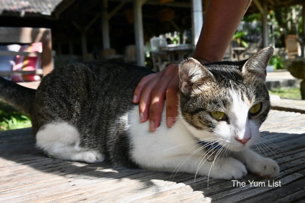 Nam Restaurant at Bon Ton Resident Cats