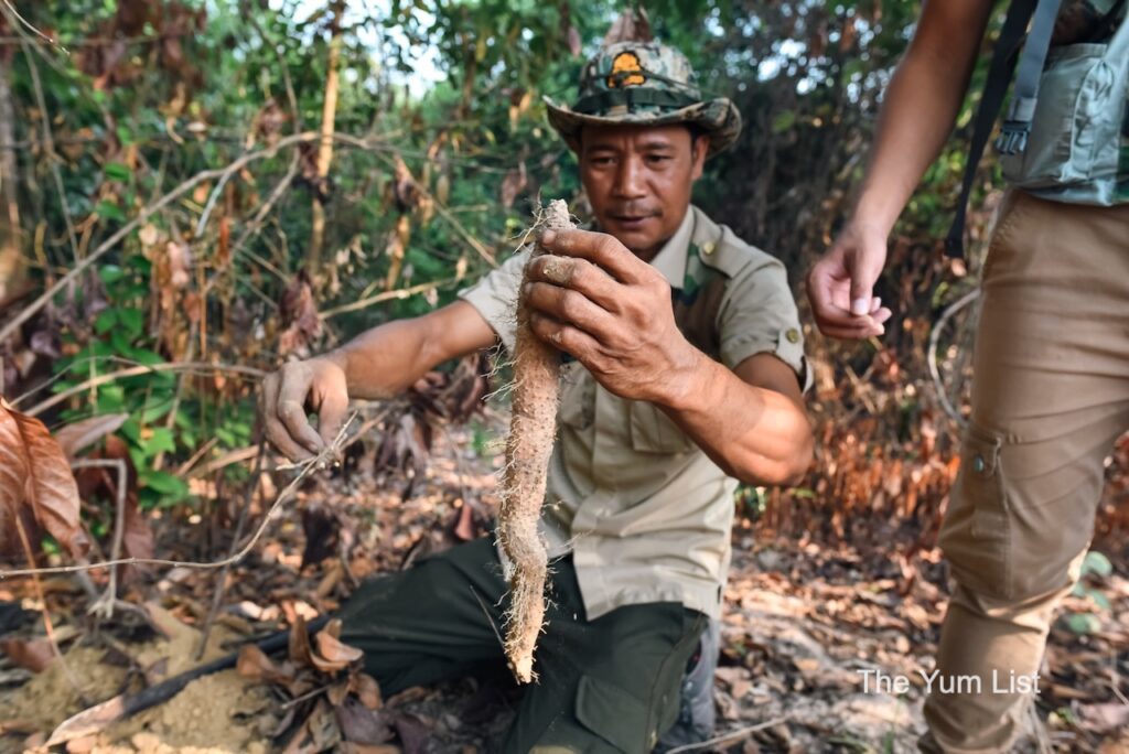 Glamping Phnom Penh - Foraging for Food in Cambodia