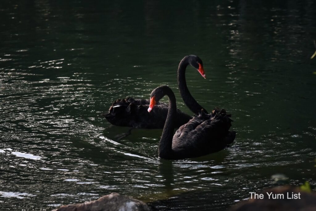 Black Swans on the Lake