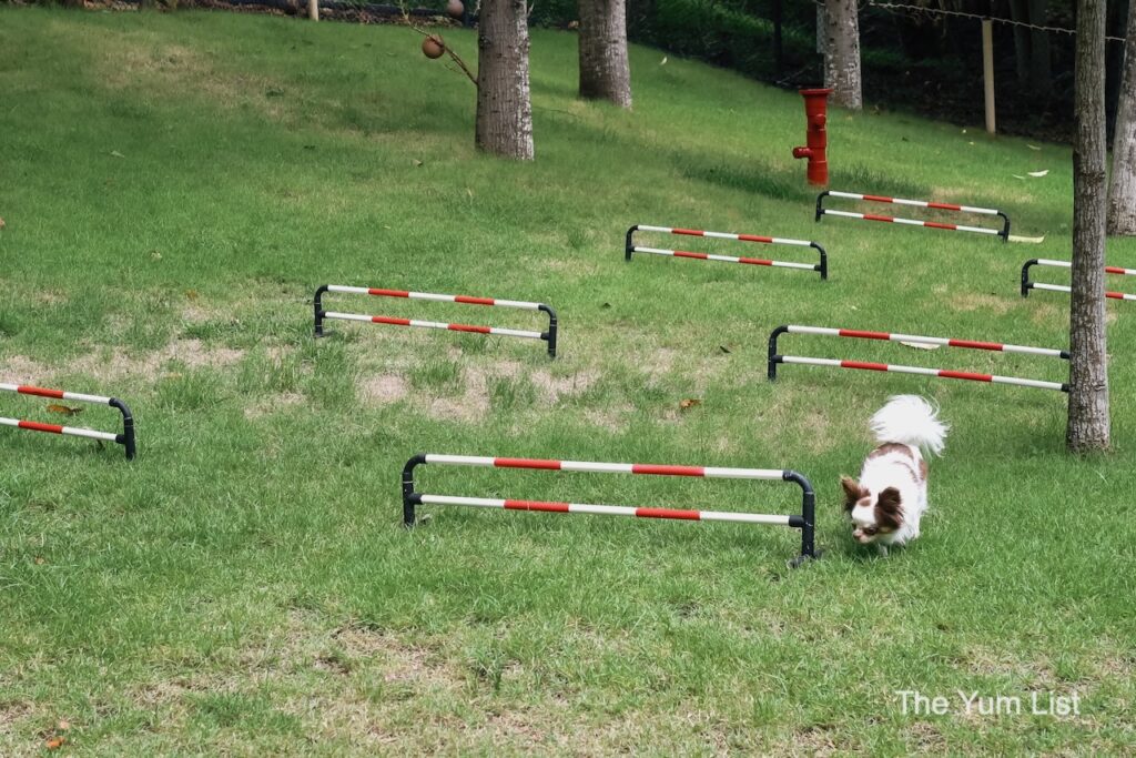 Happy Guest on the Dog Run - pet-friendly hotel Khao Yai