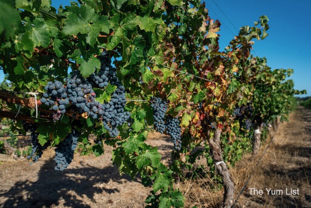 Domaine Naturaliste Vineyard
