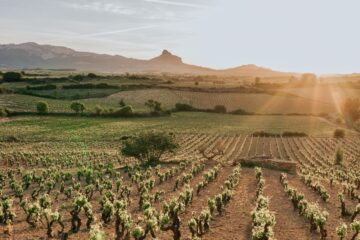 Artadi Wines in Malaysia Bodegas y Viñedos Artadi Vineyards, Rioja Spain