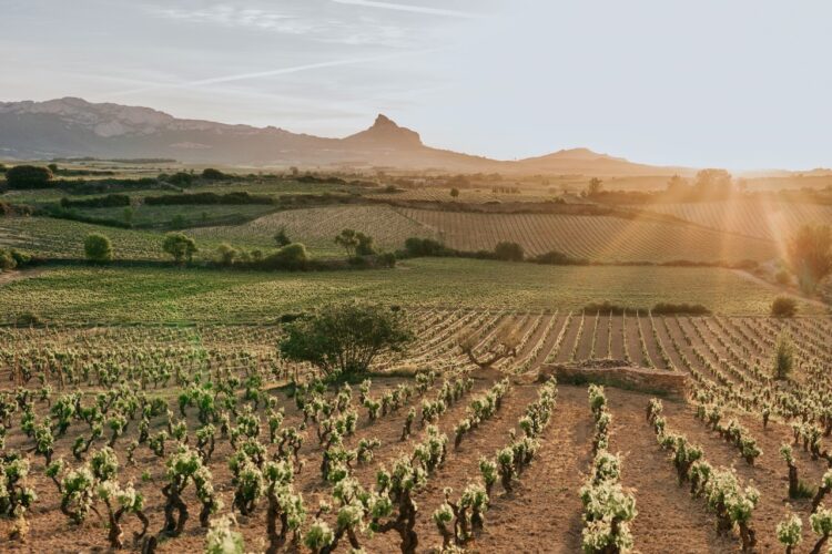 Artadi Wines in Malaysia Bodegas y Viñedos Artadi Vineyards, Rioja Spain