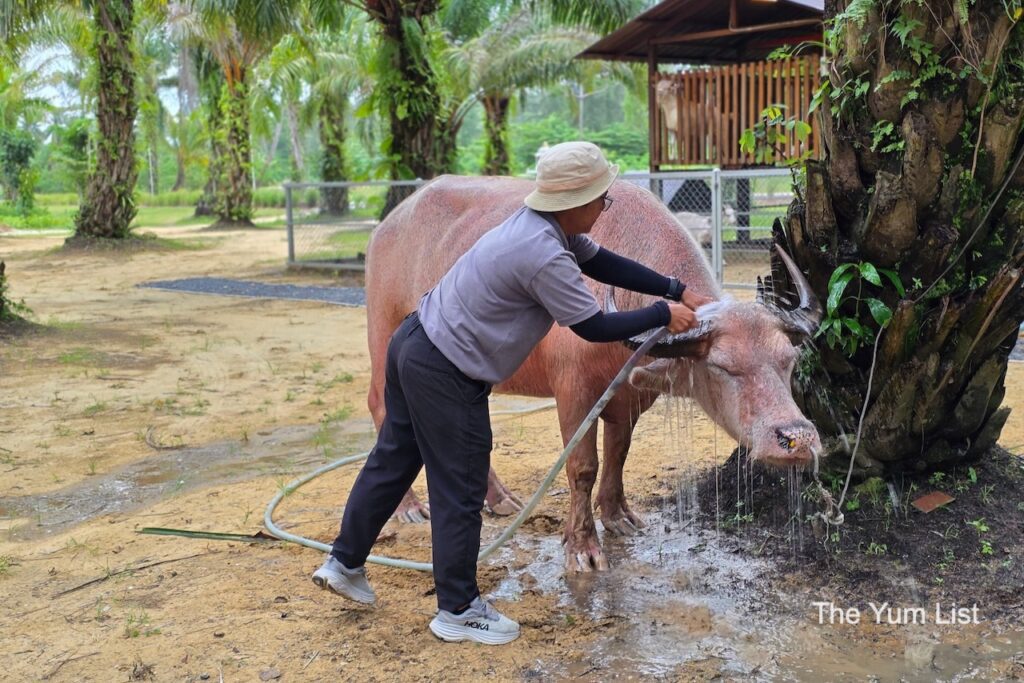 Buffalos Getting an Evening Bath at the JW Garden