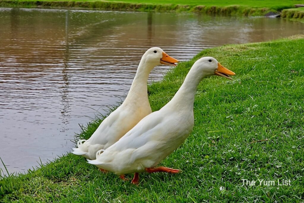 Feed the Ducks