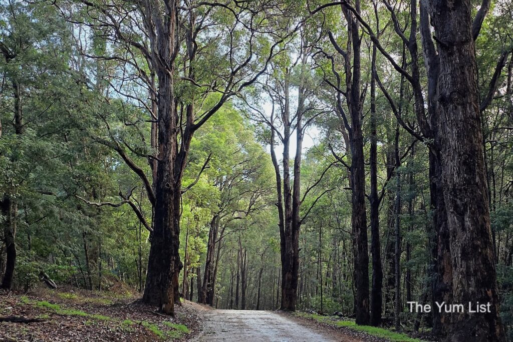 Southern Forests Western Australia