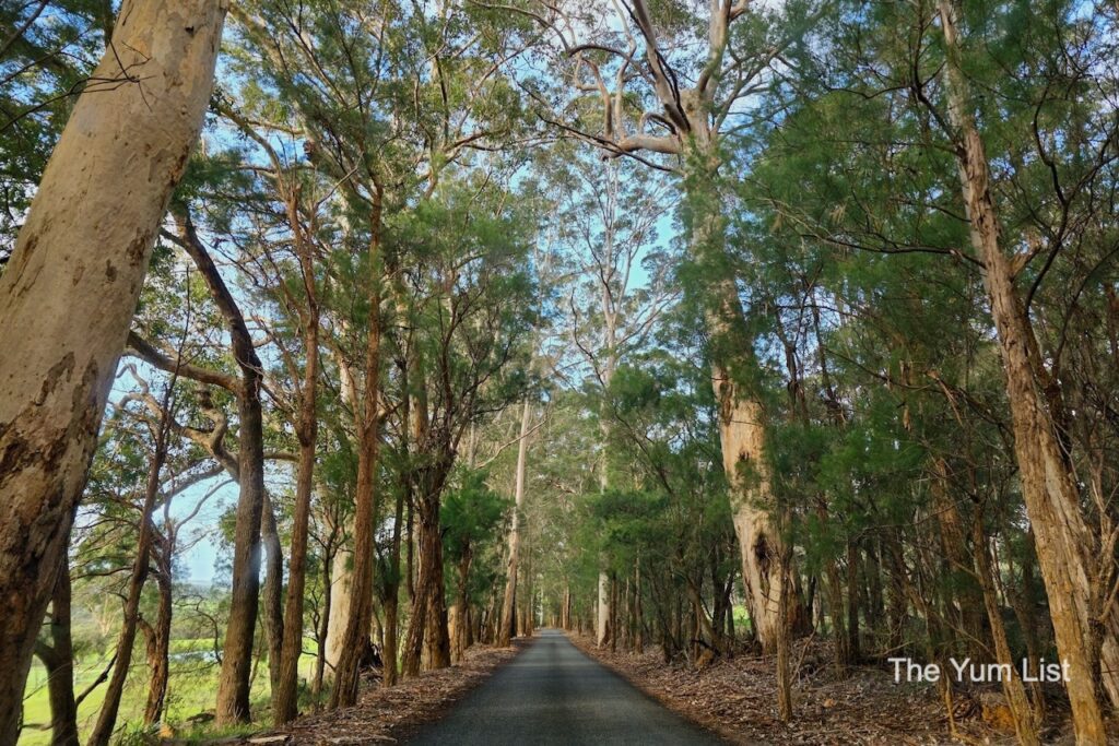 Beautiful tree-lined Roads in the Great Southern, WA
