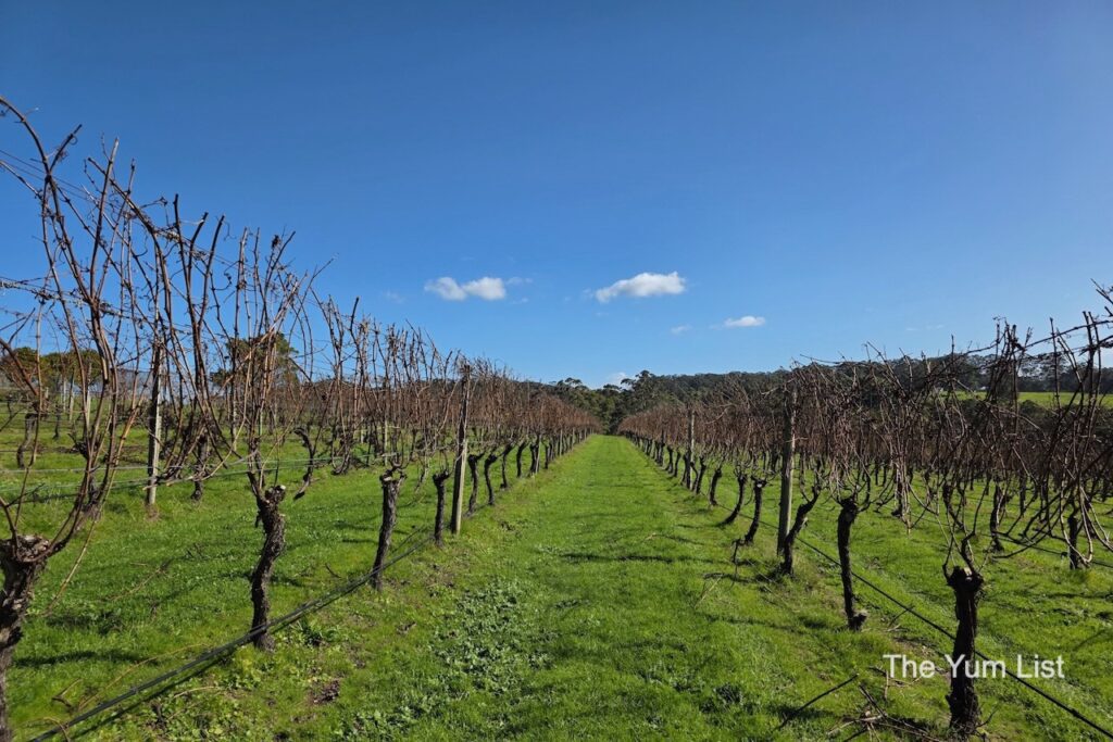 The Vineyards