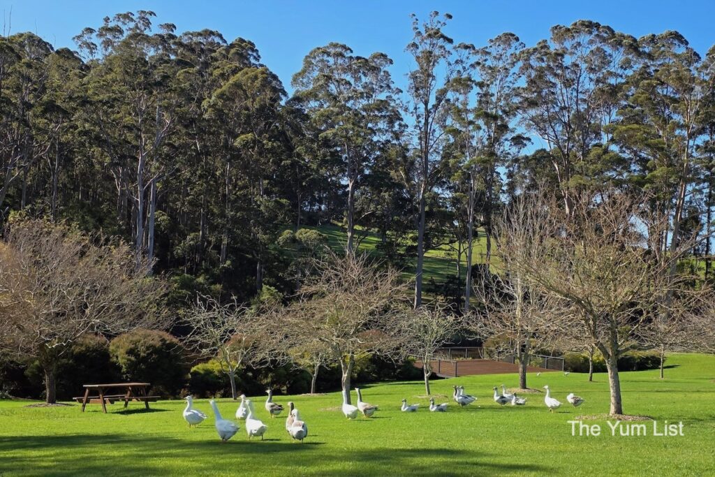 The Geese
