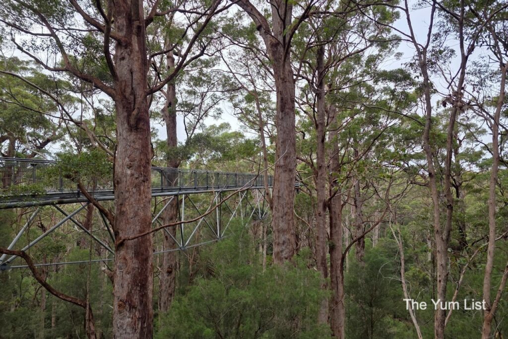Valley of the Giants Tree Top Walk
