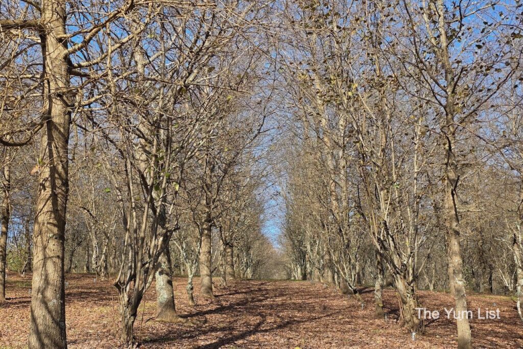 Oak Trees, Manjimup